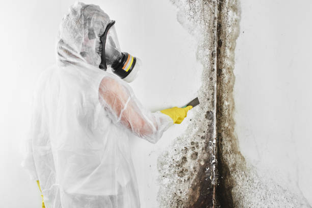 Best Emergency Mold Removal  in Silverton, OH