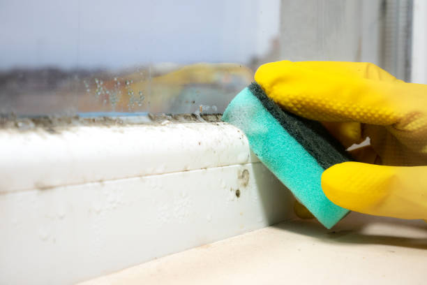 Best Same-Day Mold Removal  in Silverton, OH