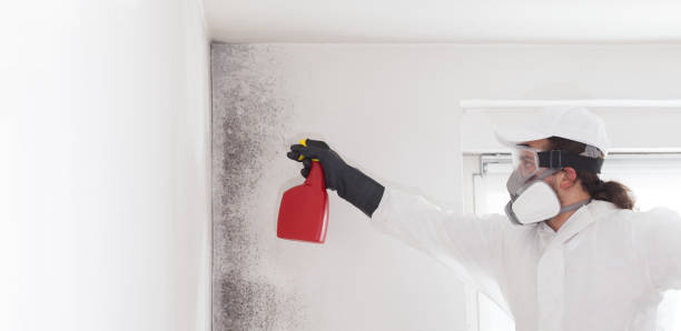 Best Mold Removal and Inspection  in Silverton, OH