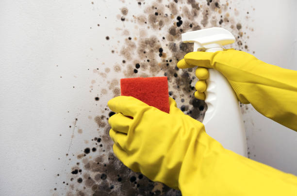 Best Mold Damage Repair  in Silverton, OH