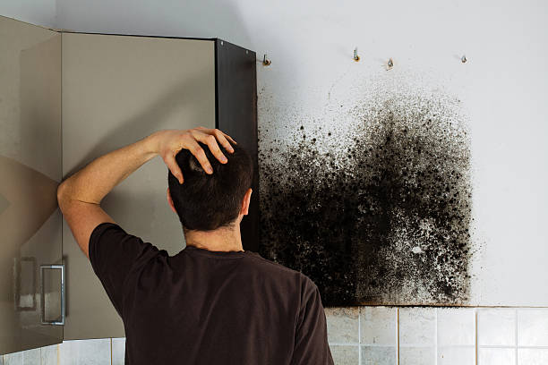 Best Black Mold Removal  in Silverton, OH