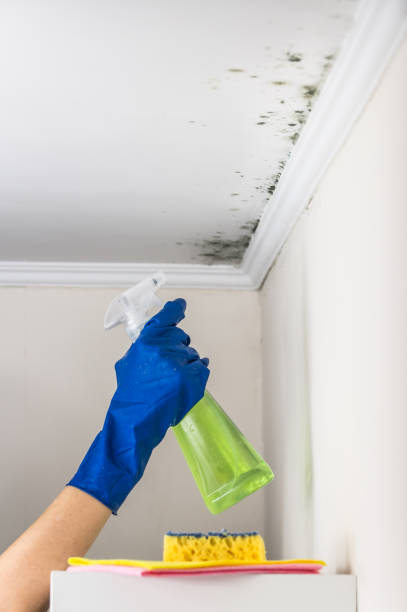 Best Mold Removal Process  in Silverton, OH